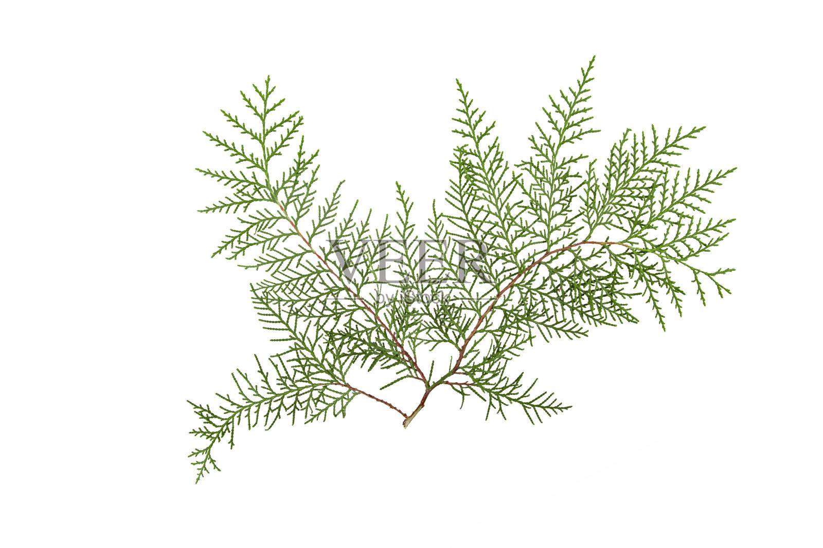 孤立的冷杉分支照片摄影图片