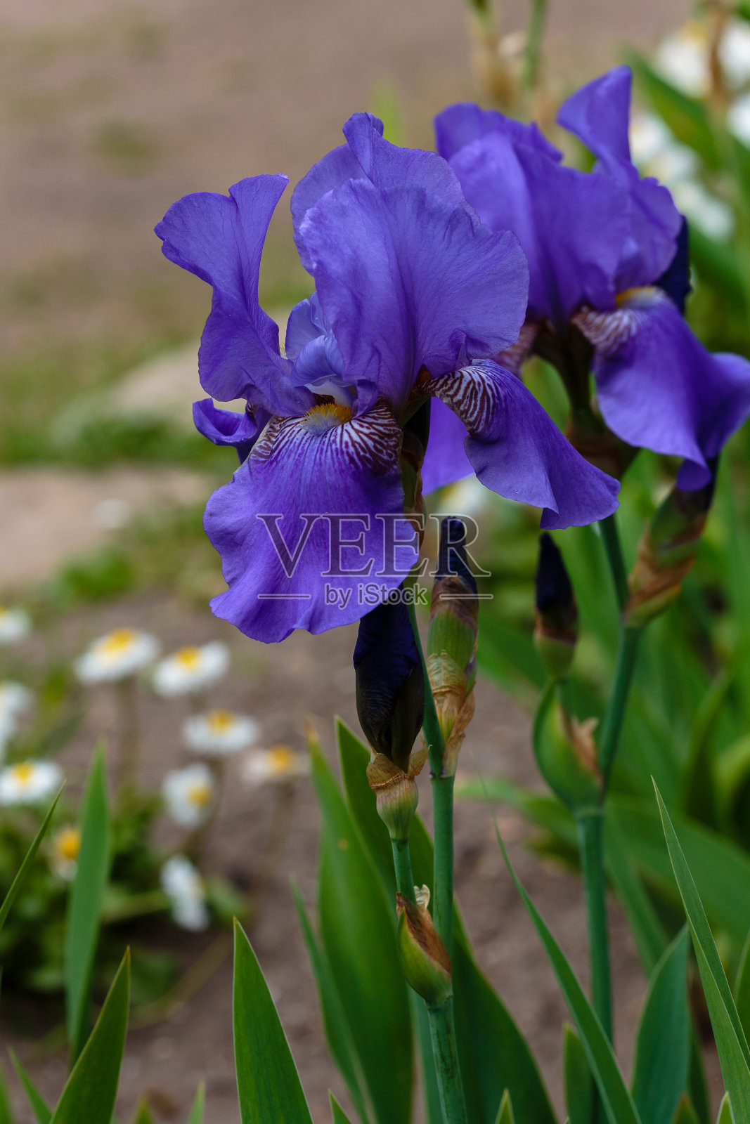 德国鸢尾或有须鸢尾的花在自然背景上。照片摄影图片