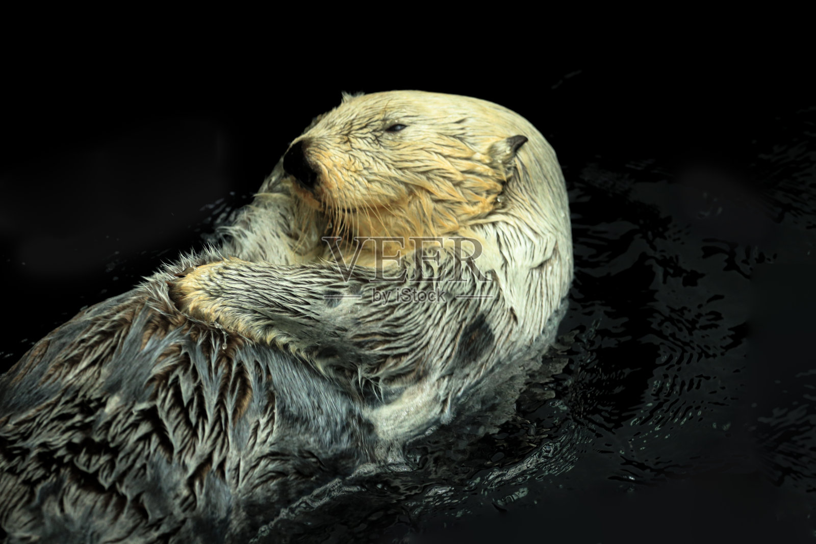 海獭漂浮在水中照片摄影图片