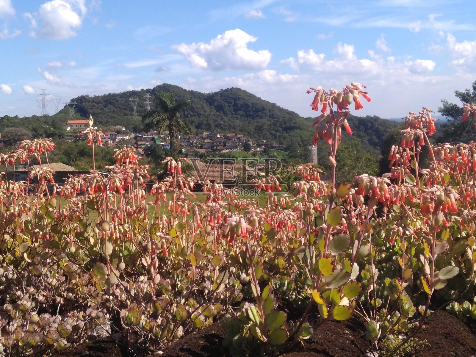 给生命带来色彩的花朵照片摄影图片