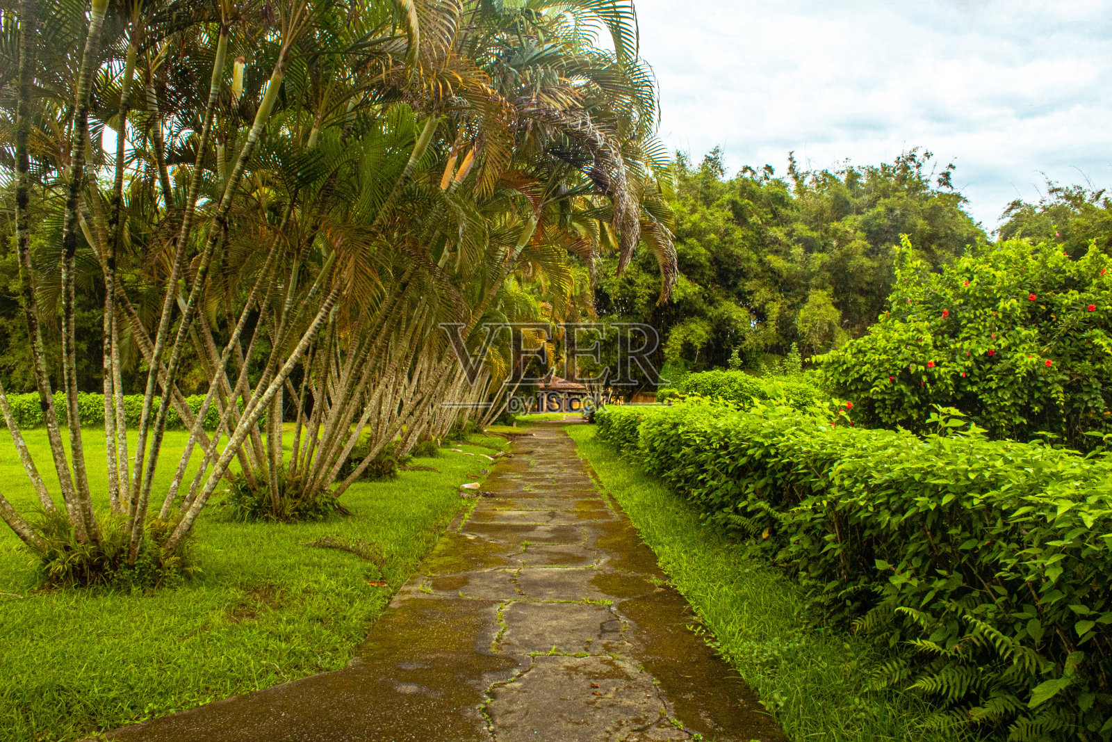 巴西圣保罗照片摄影图片
