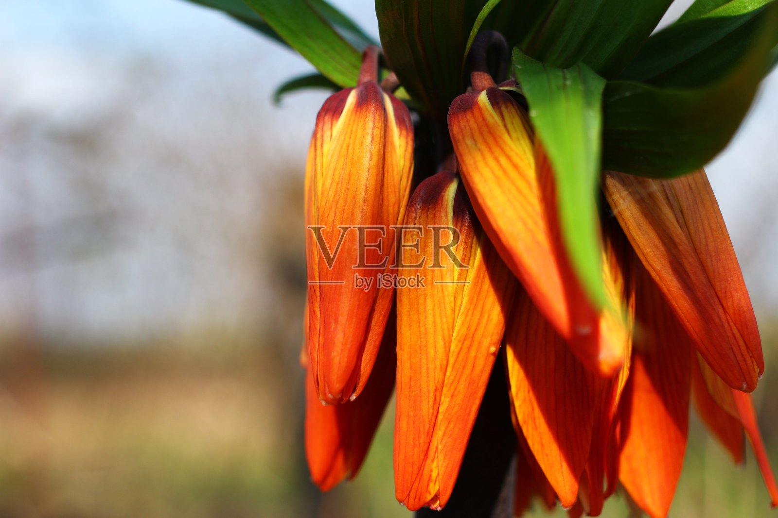 贝母广场特写照片摄影图片