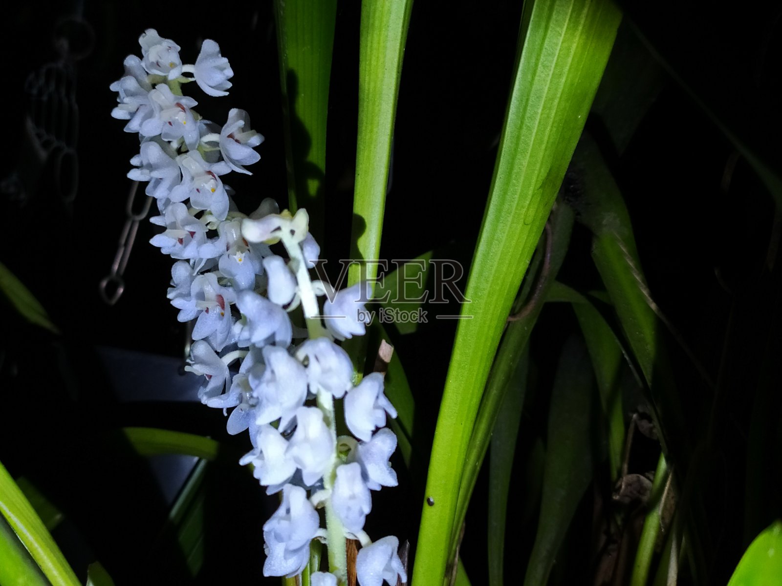 兰花的花照片摄影图片