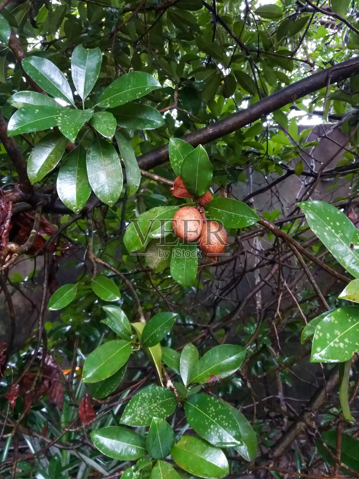 sapodilla的果实在印度尼西亚称为sawo。口感甜柔照片摄影图片