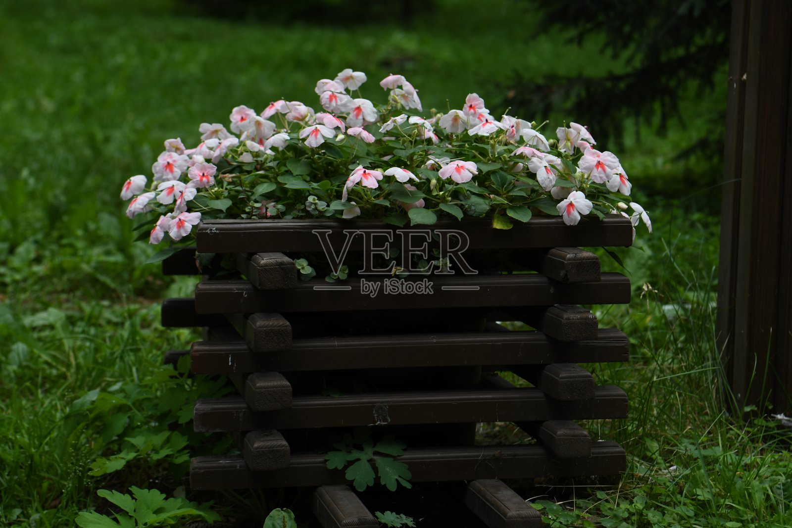 在装饰性的花瓶中开花照片摄影图片