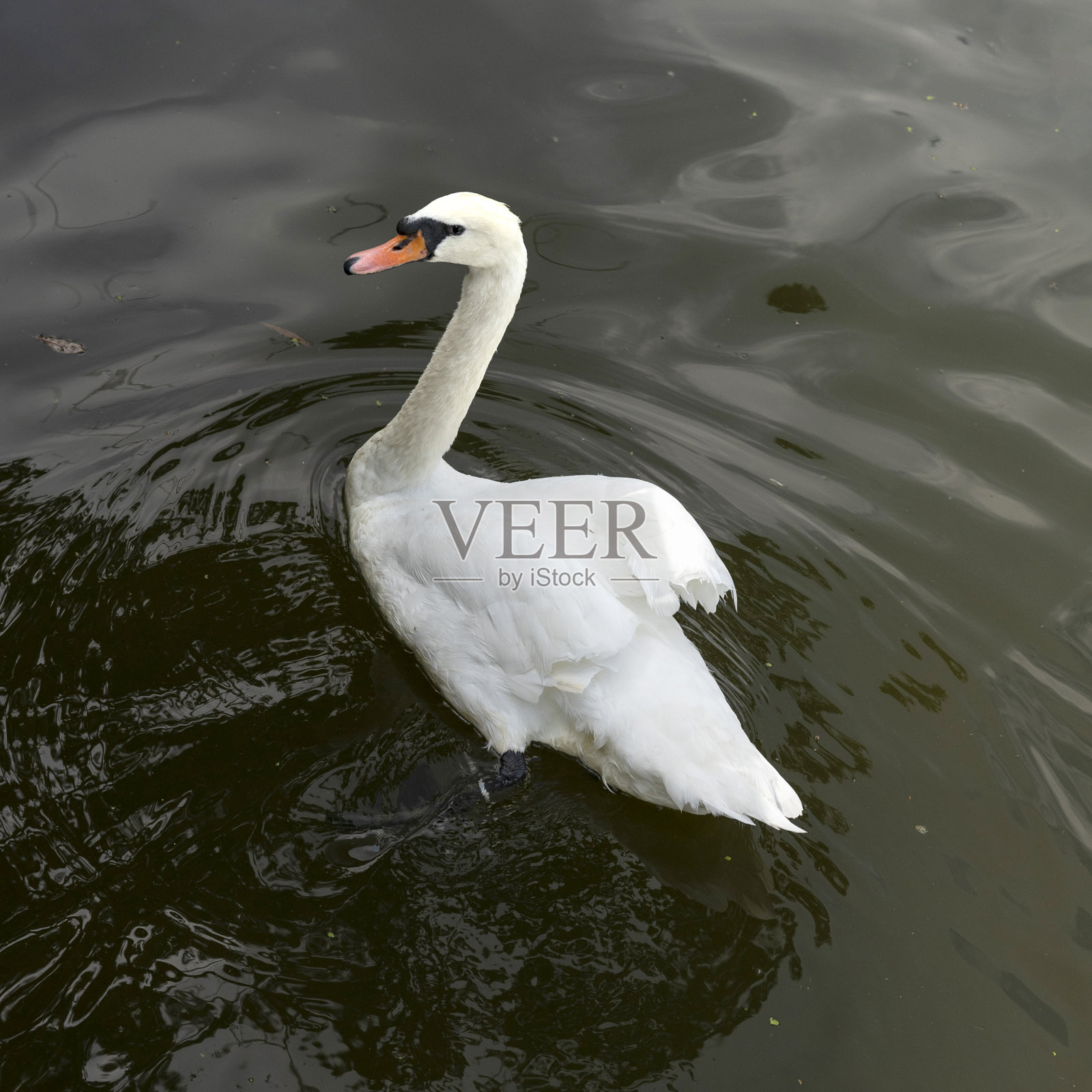 白天鹅在一个阳光明媚的日子里在池塘里游泳照片摄影图片