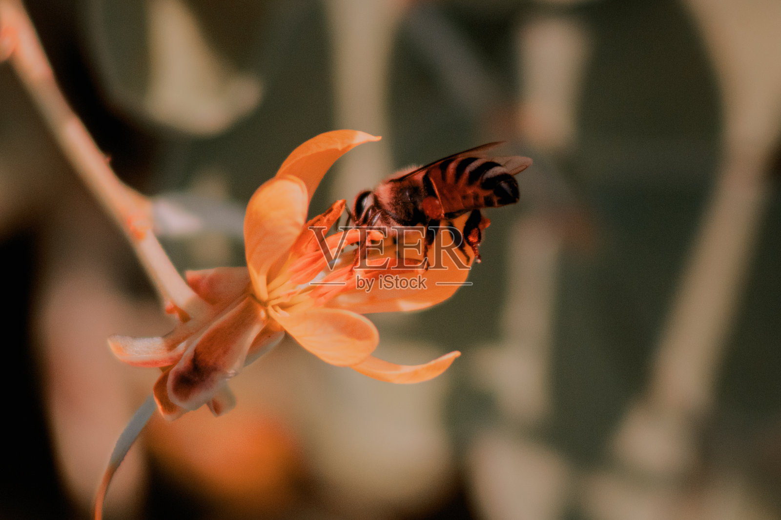 早上视图照片摄影图片