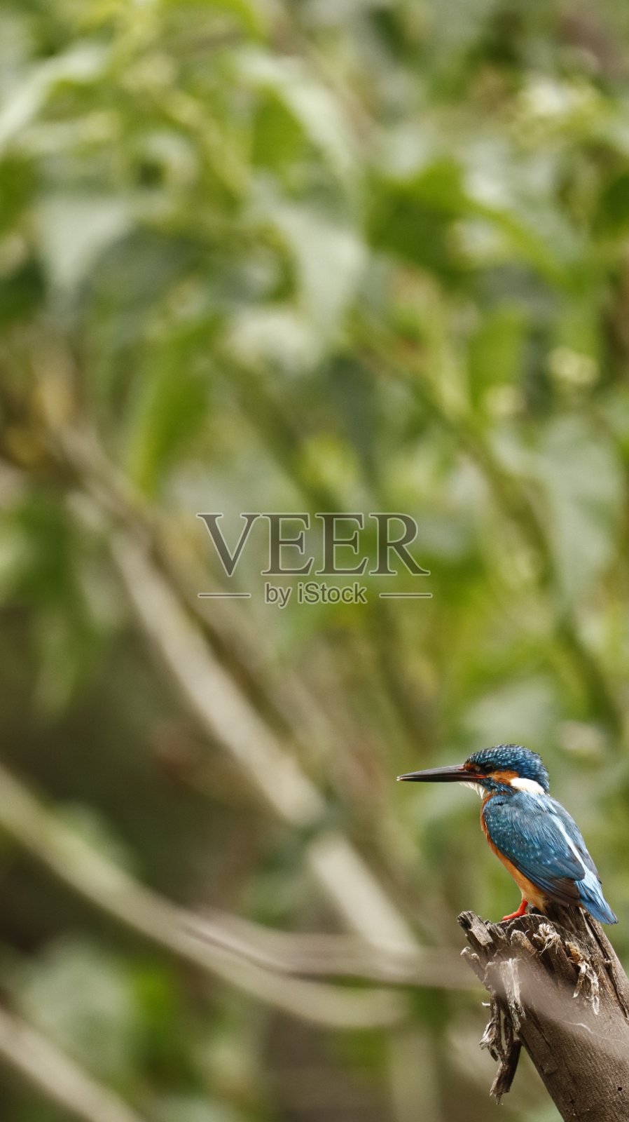 普通翠鸟照片摄影图片