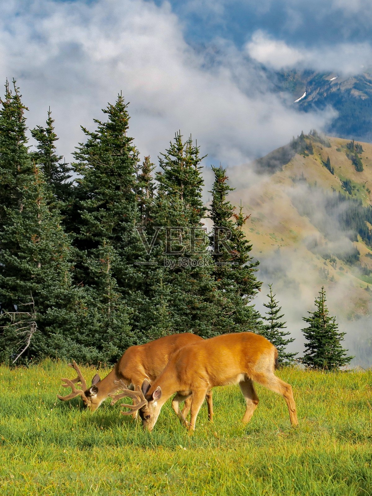 奥林匹克国家公园雾山中的鹿照片摄影图片