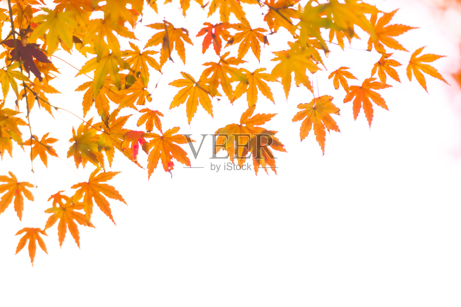 在日本,美丽的秋叶在秋天变红照片摄影图片