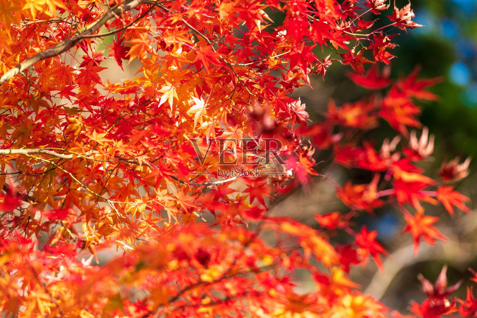 美丽的枫叶路在秋天染成红色照片摄影图片