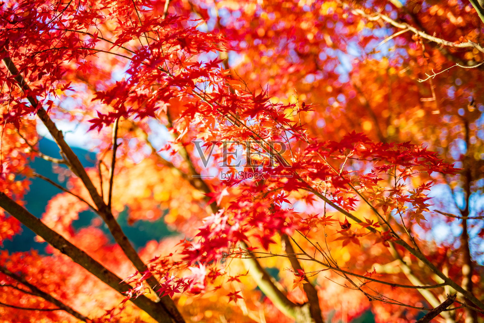美丽的枫叶路在秋天染成红色照片摄影图片