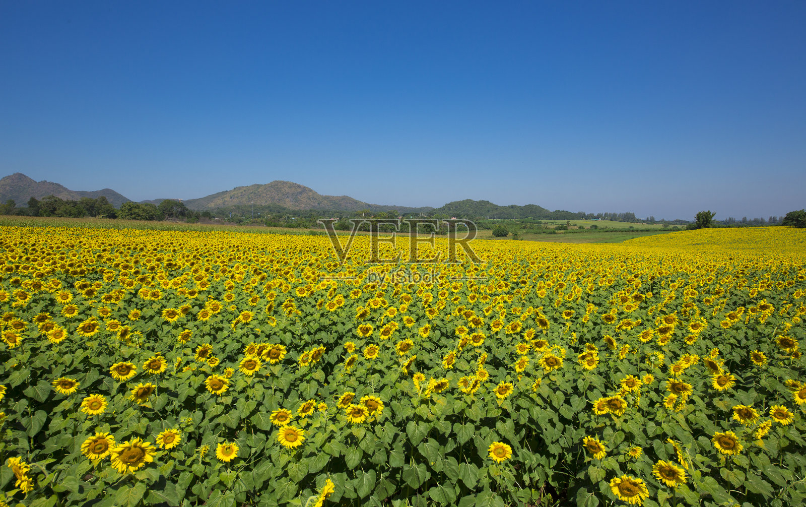 泰国美丽的向日葵。照片摄影图片