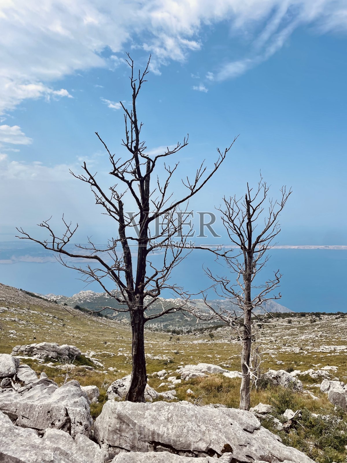 在Premuzic山道的树木,自然植物和田野,北Velebit国家公园,克罗地亚照片摄影图片