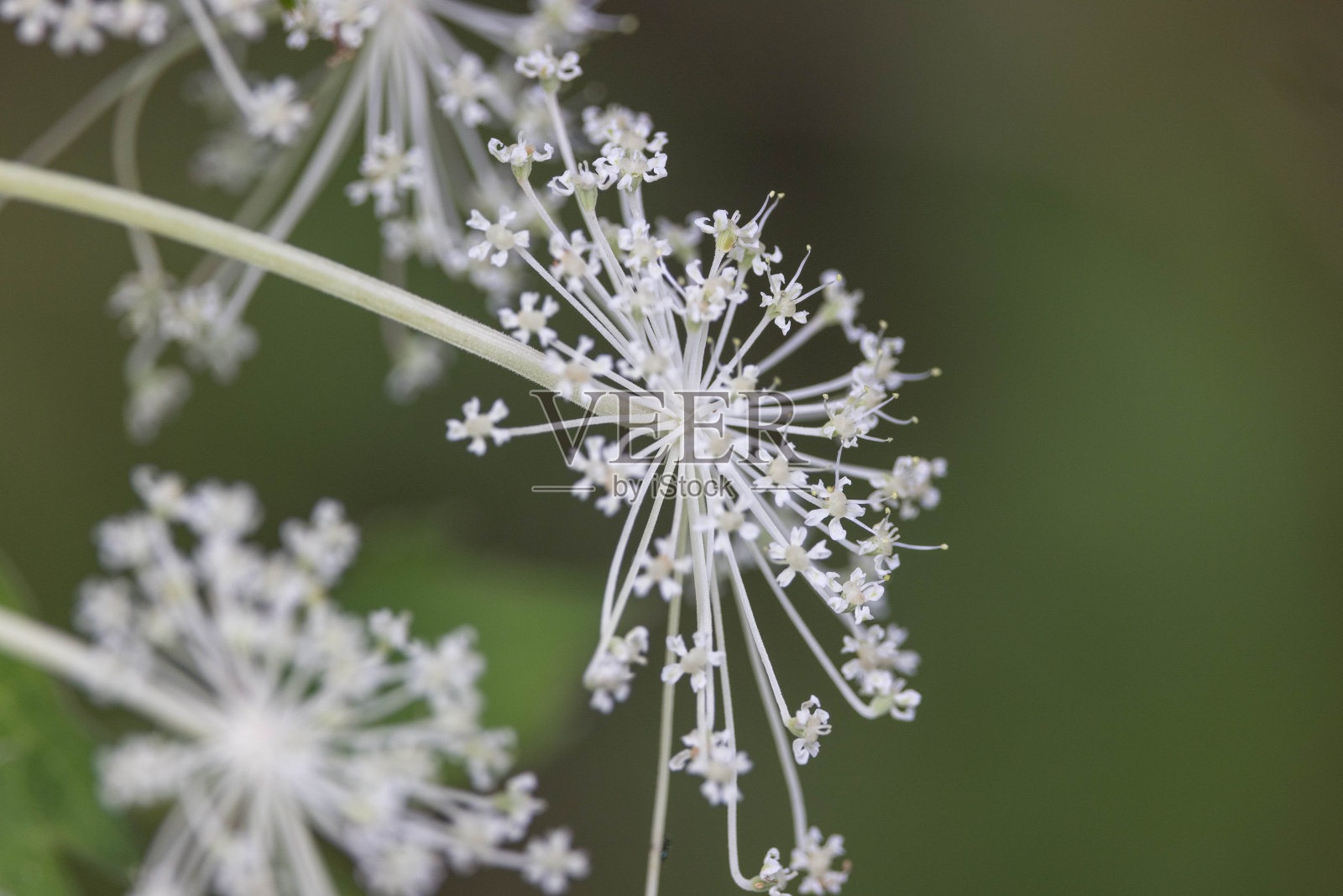 当归花的特写照片在日本被称为石竹。照片摄影图片