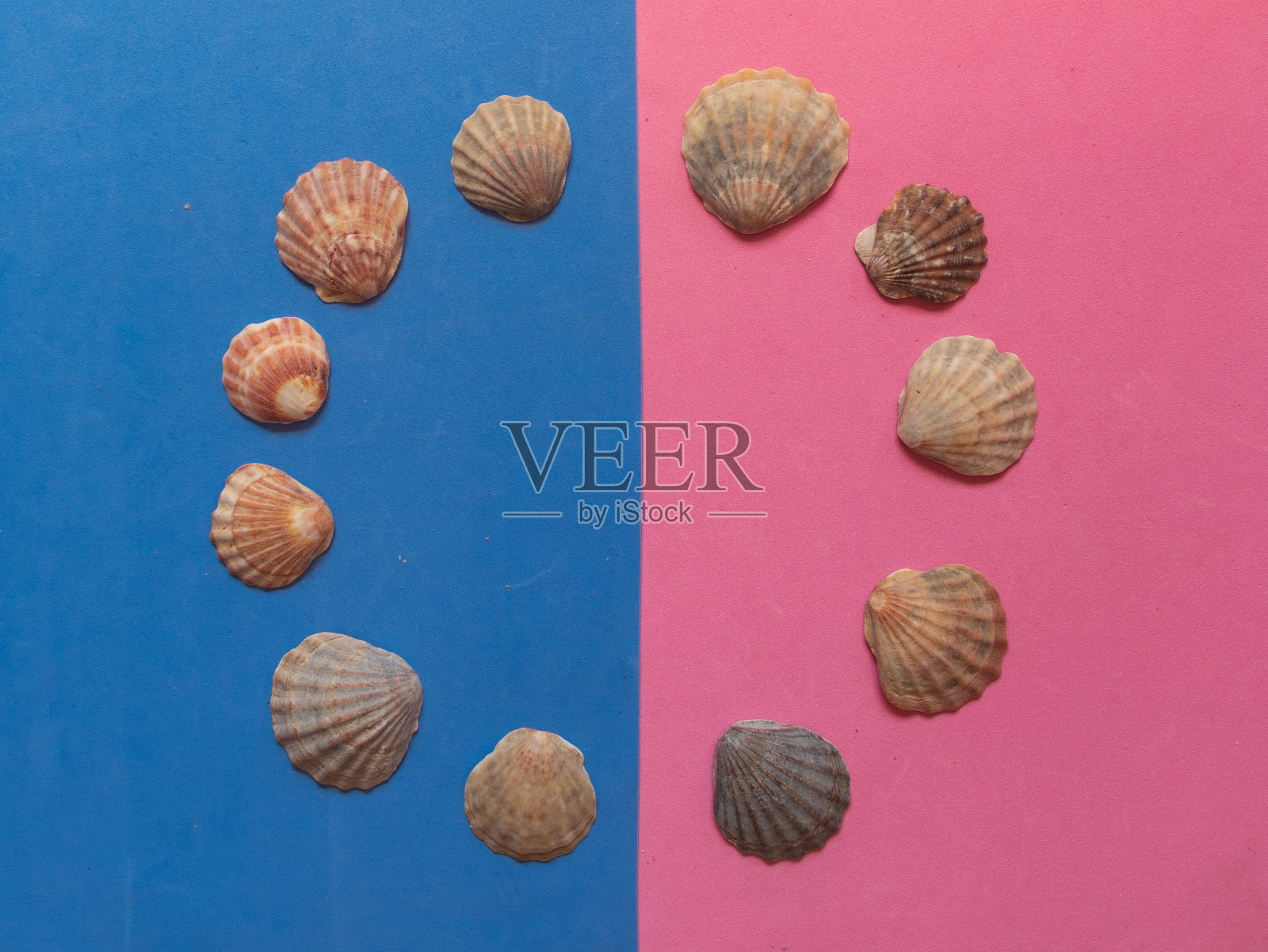 有创意的贝壳图案在淡粉色和蓝色的背景。夏天平。照片摄影图片