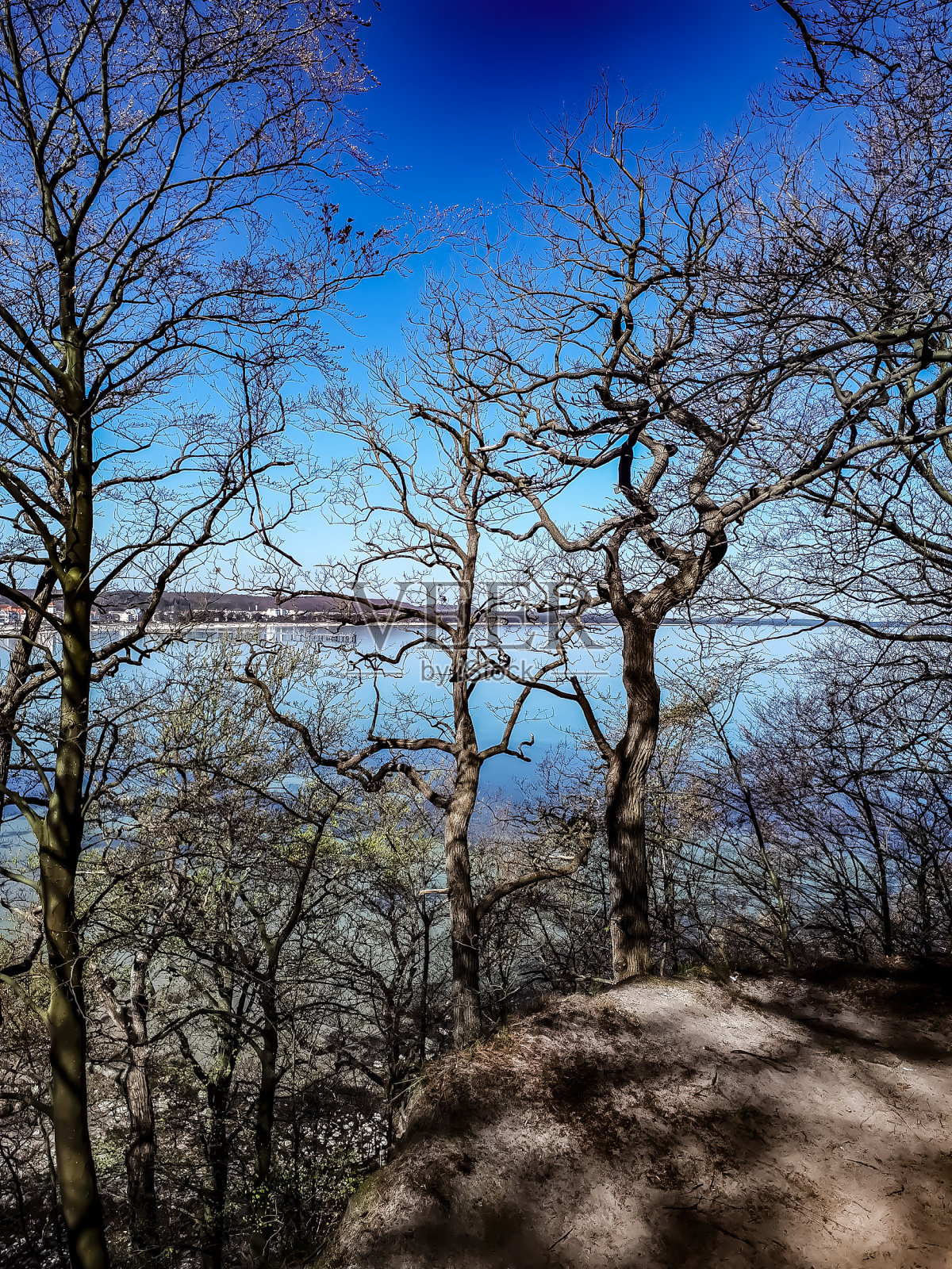 透过树林眺望波罗的海照片摄影图片