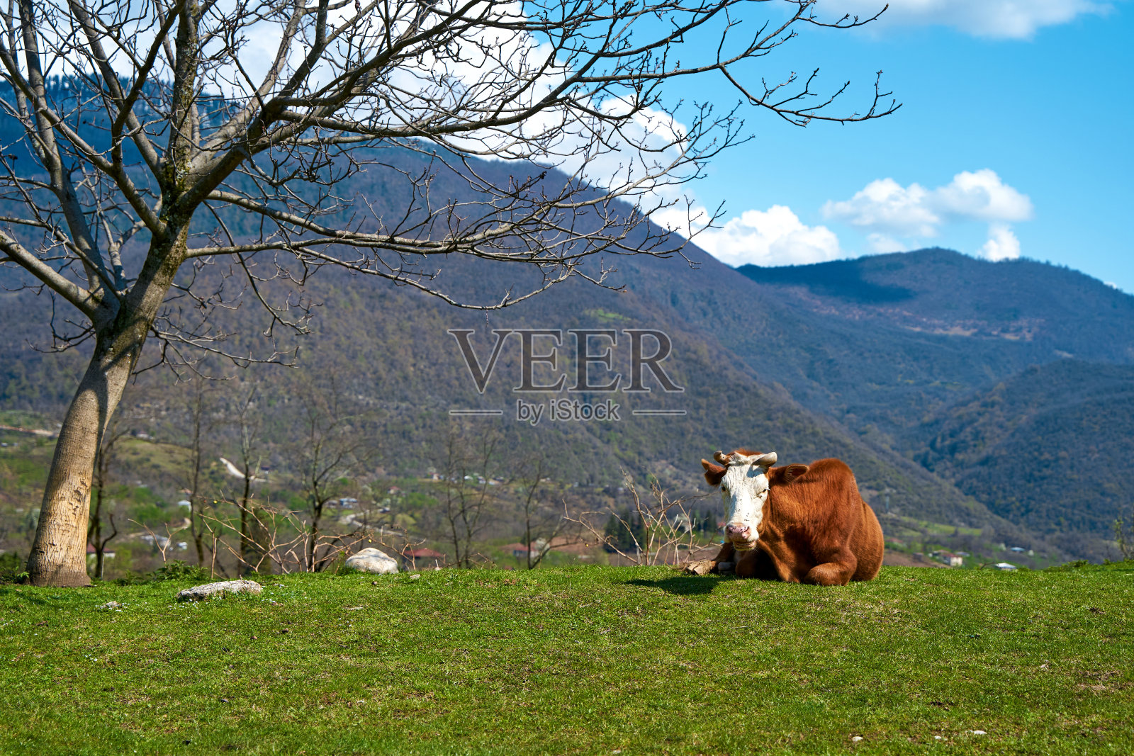 一头牛在山上的草地上吃草。优良的养牛生态照片摄影图片