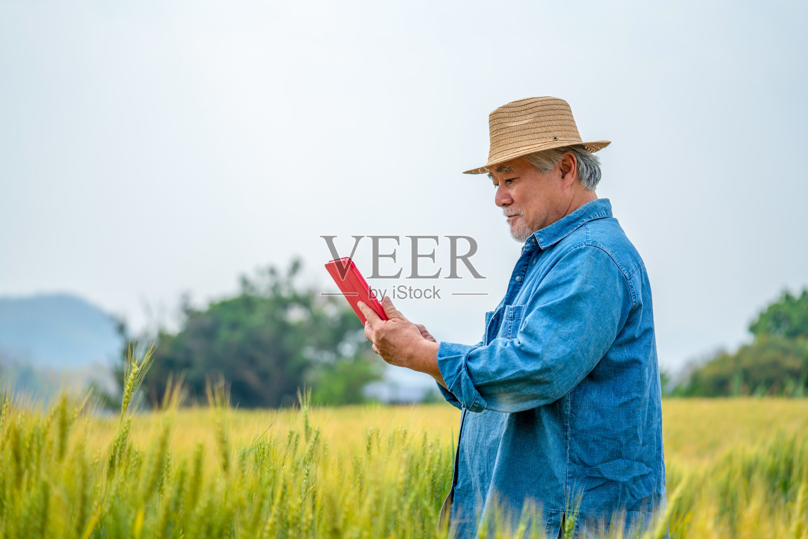 亚洲资深农民在有机麦田里用数码平板电脑工作照片摄影图片