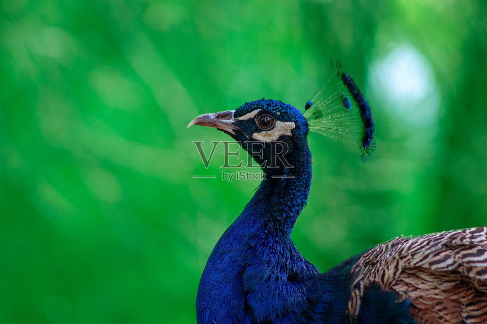 绿色背景上可爱的孔雀(明亮的鸟)的特写照片摄影图片
