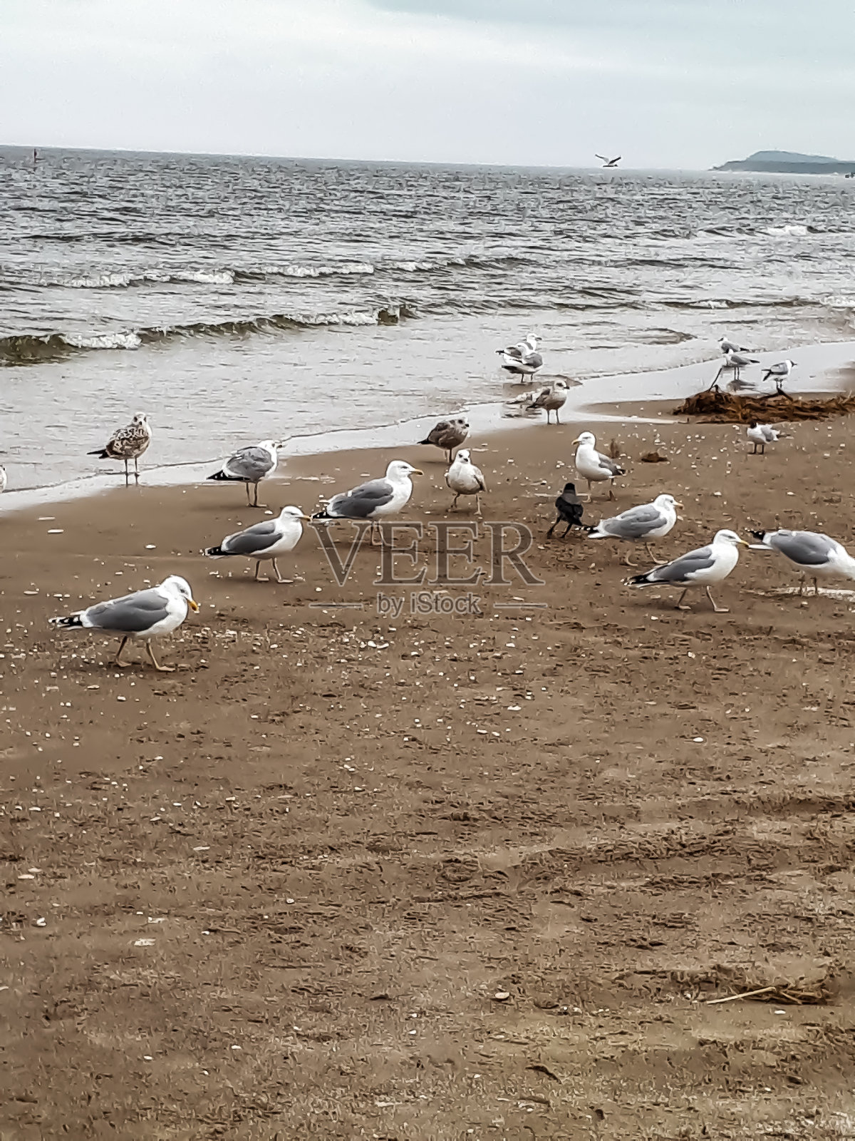 波罗的海海滩上的海鸥照片摄影图片