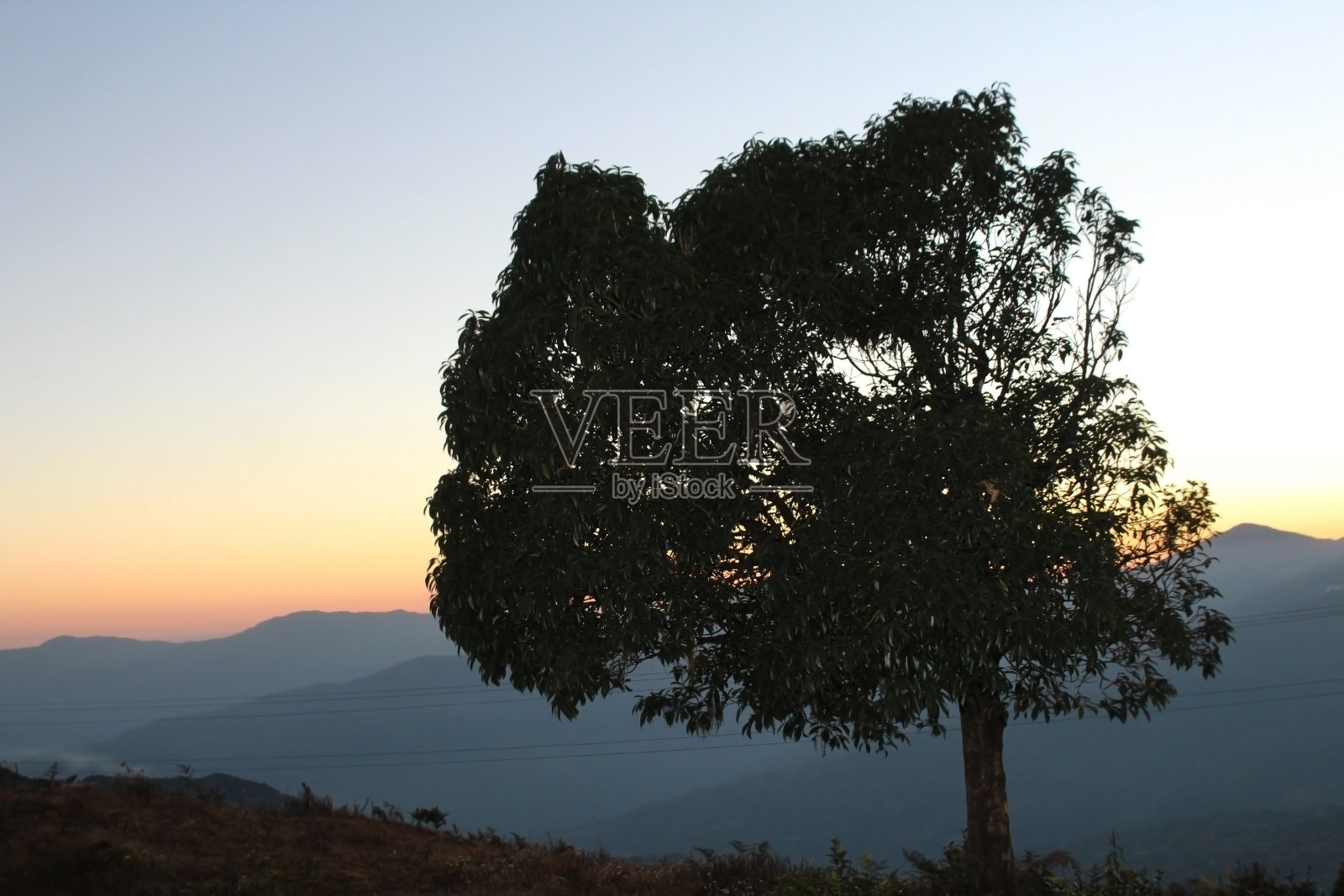 太阳升起前,这片丘陵地带长着一棵美丽的大树照片摄影图片