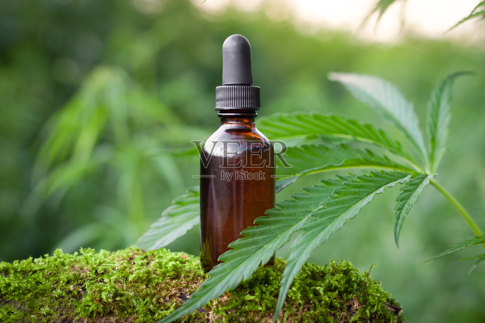 在苔藓和大麻灌木丛上的滴管。实物模型。照片摄影图片