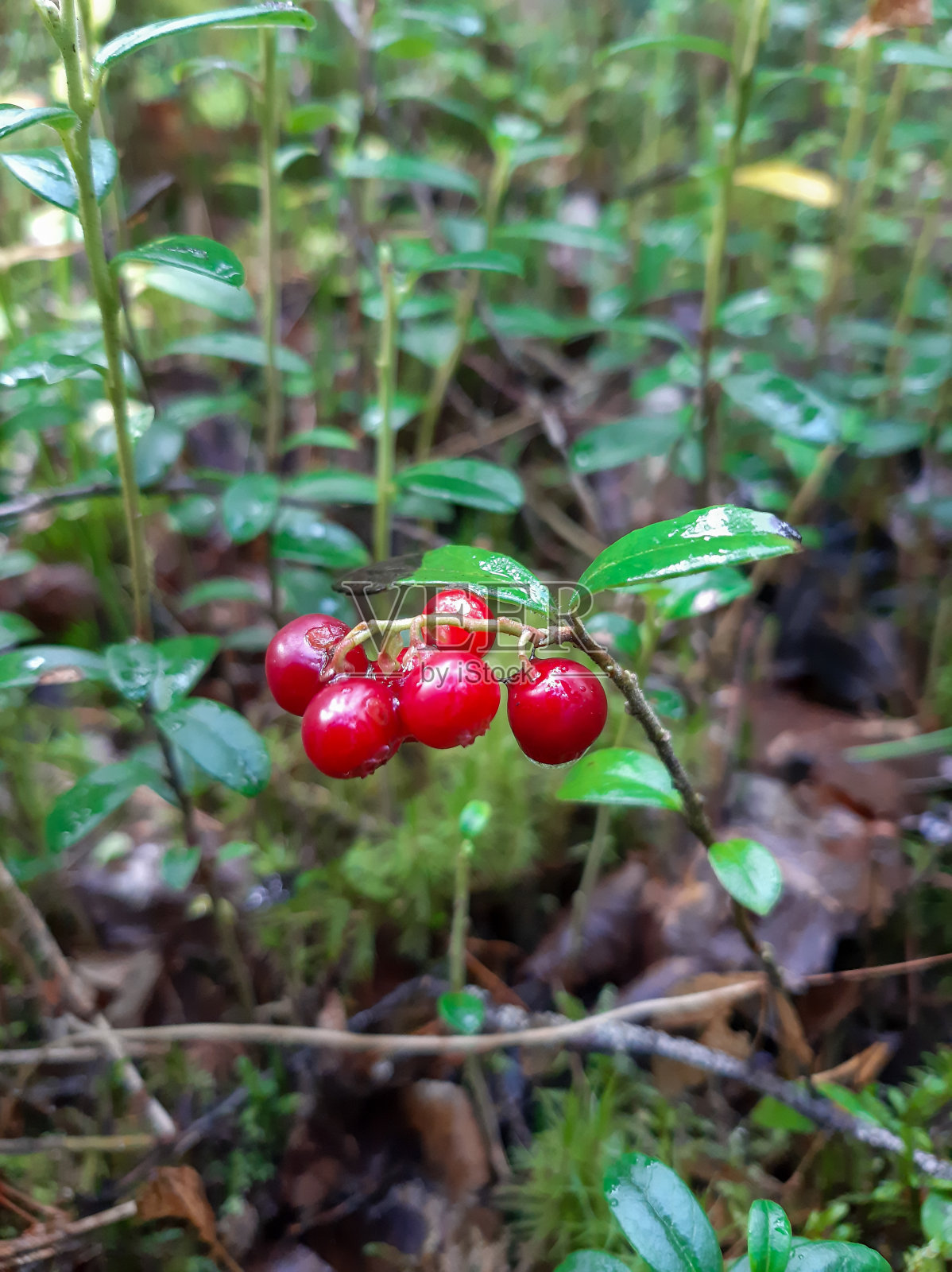 雨后森林里的越橘浆果。滴在浆果上照片摄影图片