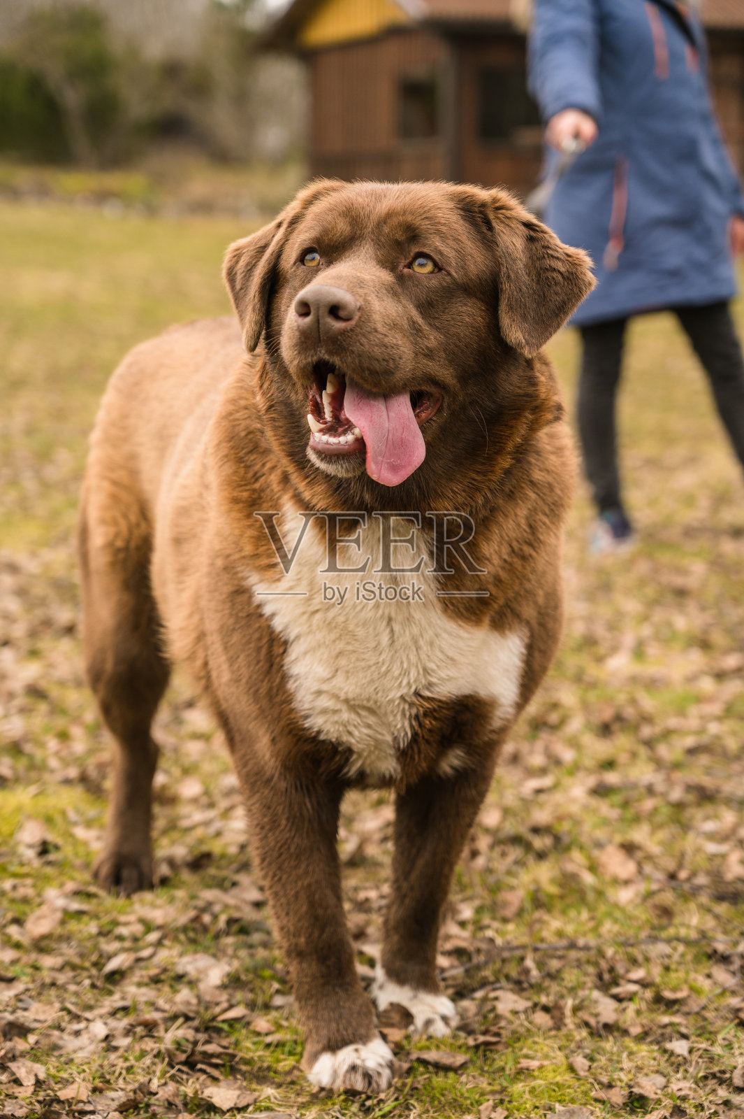 一只快乐的棕色大狗的肖像。有个女孩在背后牵着皮带。遛狗。早春。多云的天空。照片摄影图片