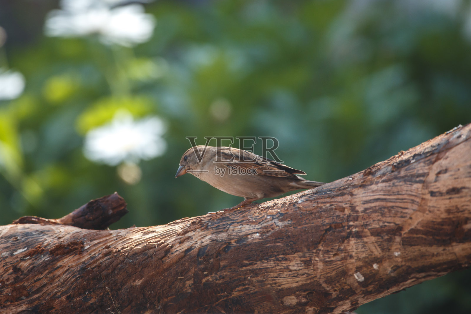 雌麻雀在一根圆木前,绿草如茵,鲜花盛开照片摄影图片