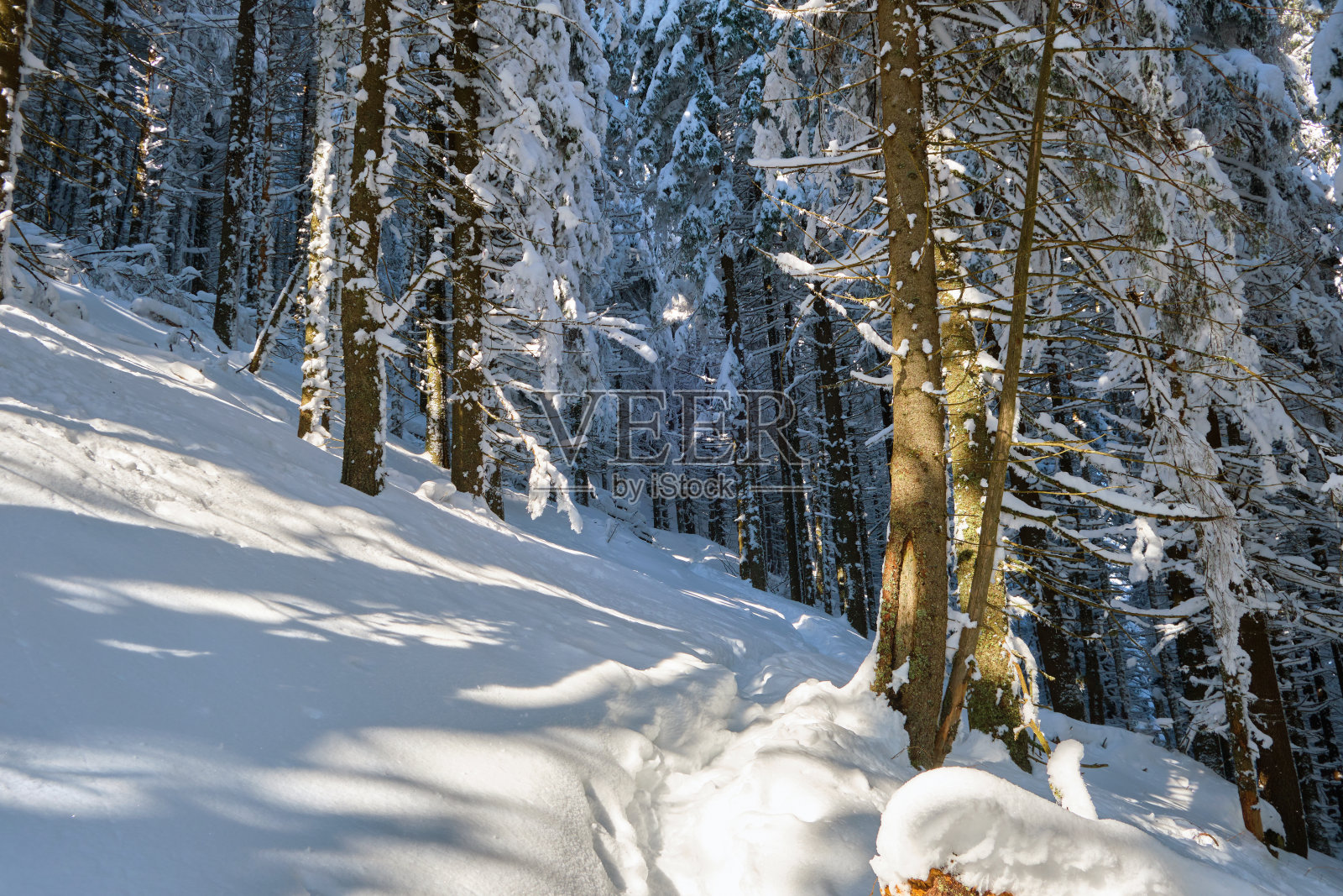 在寒冷阴沉的夜晚,冬日的山林里,小路和被刚落下的雪覆盖着的松树构成了郁郁葱葱的风景。照片摄影图片