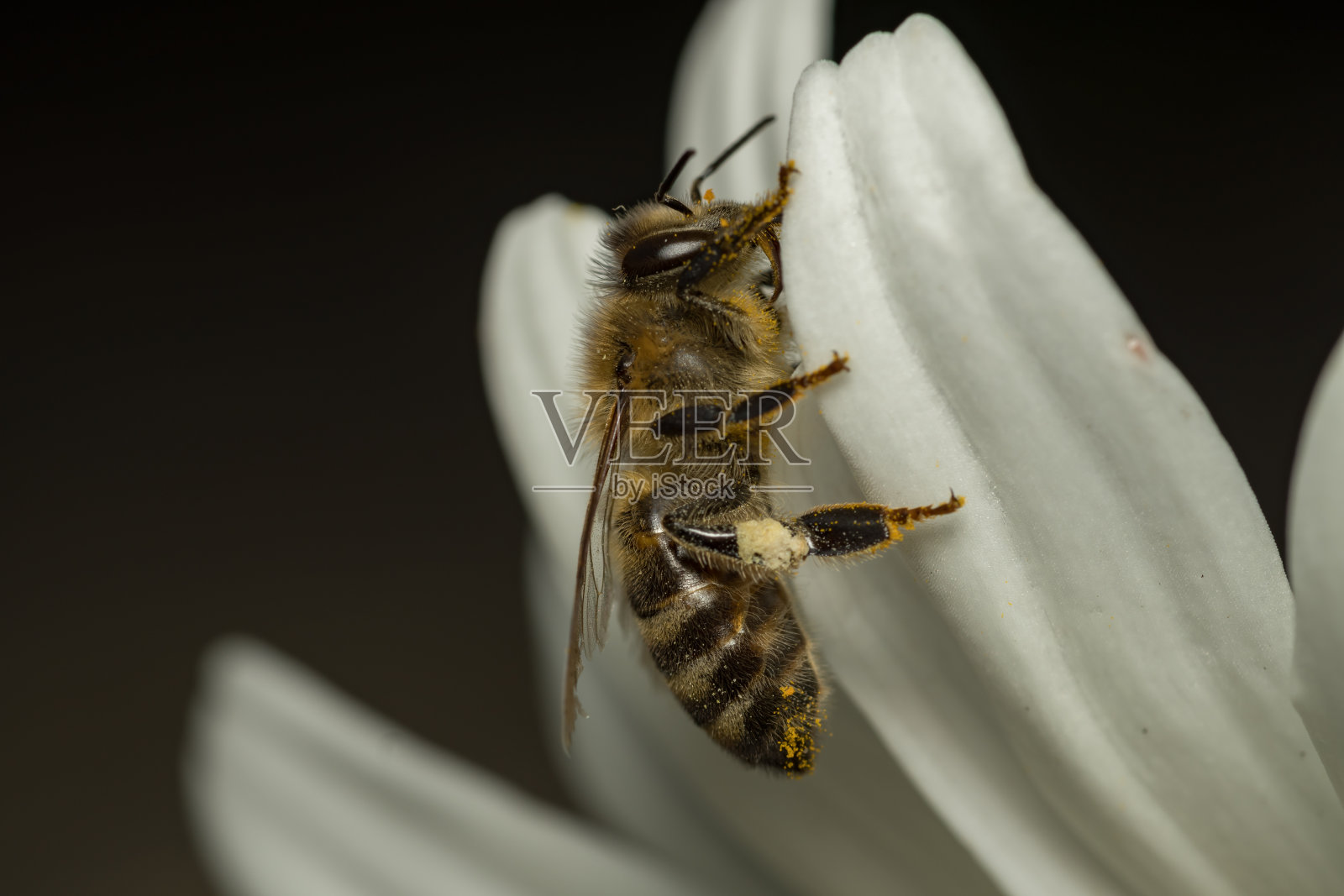 蜜蜂在白花上照片摄影图片