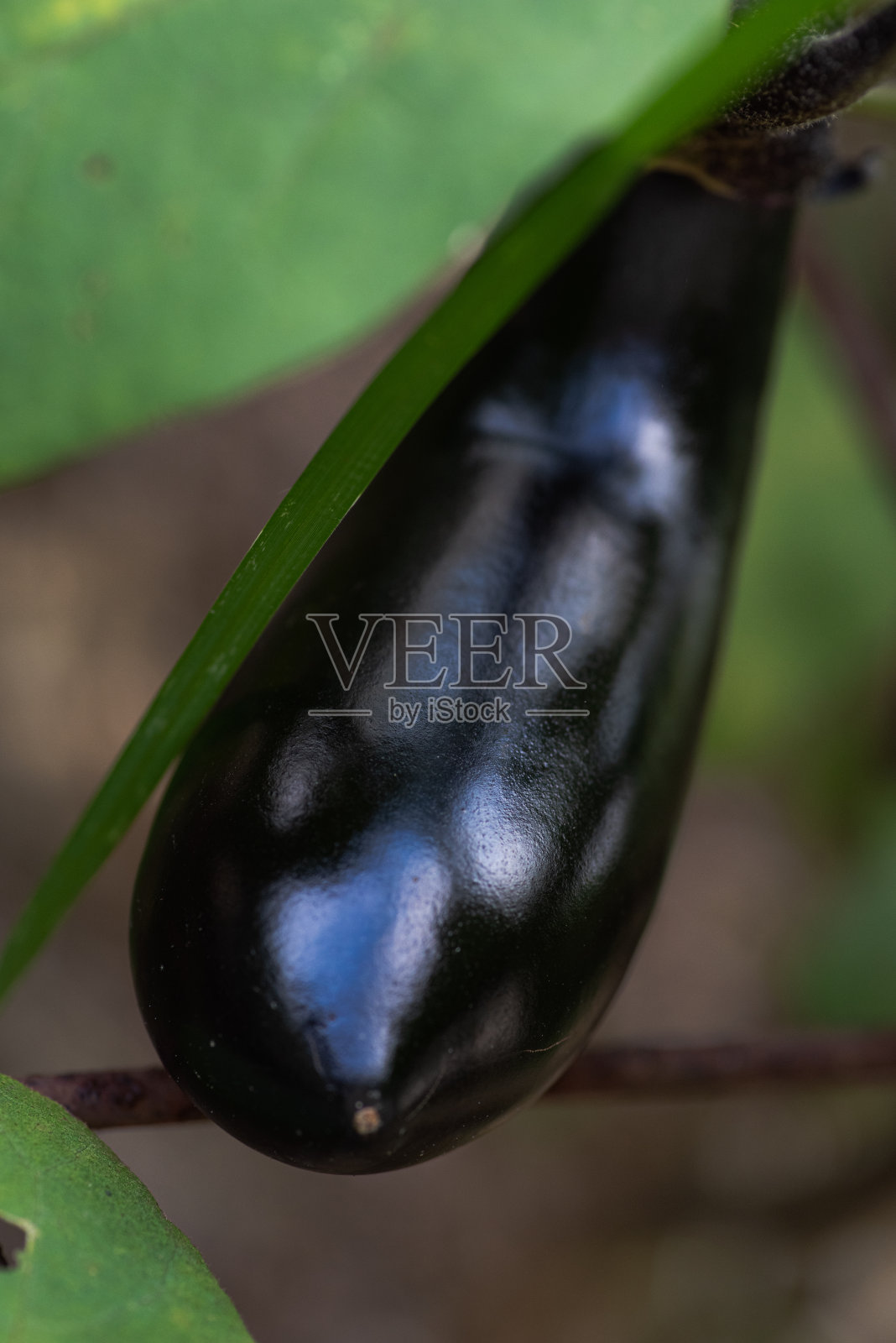 蔬菜照片摄影图片