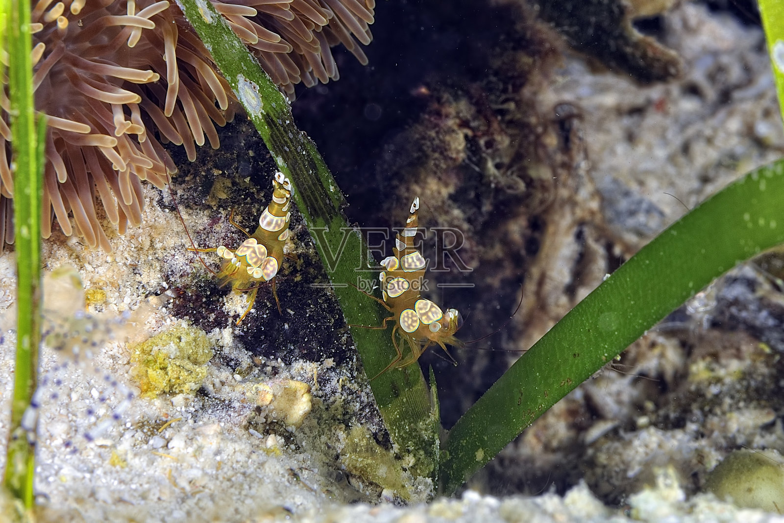 一只美丽的安汶虾的照片照片摄影图片