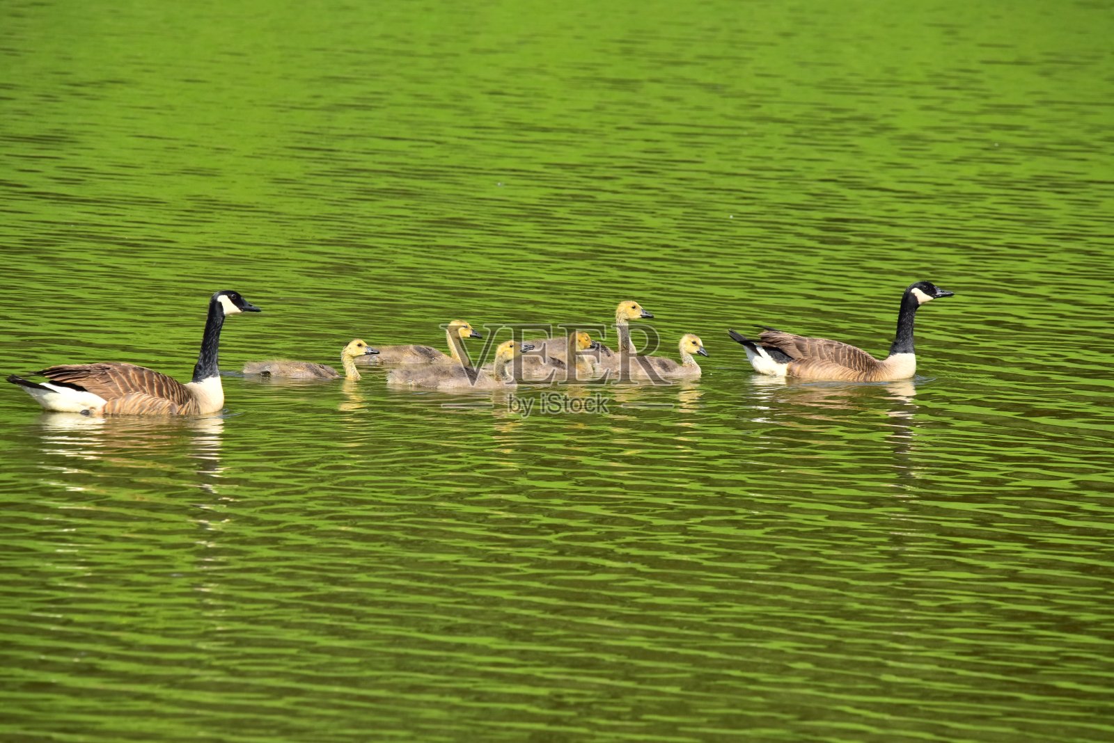 成年加拿大鹅和鸭照片摄影图片