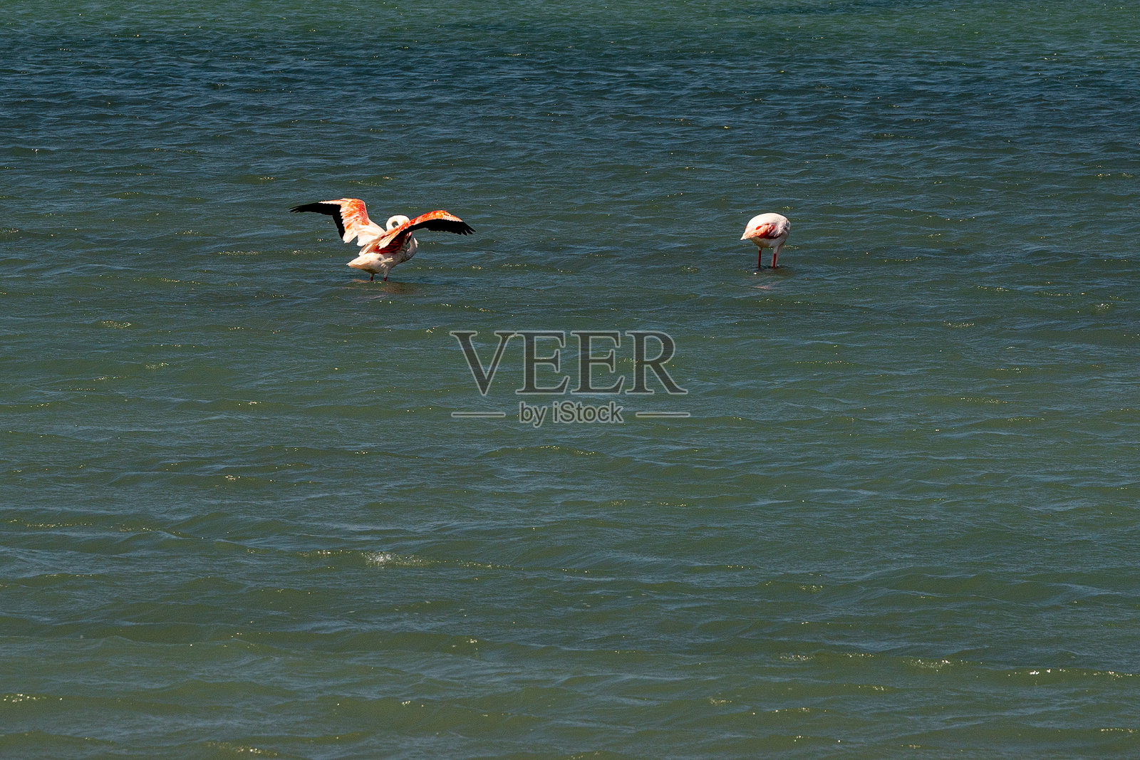 火烈鸟在土耳其萨里姆萨克利盐湖觅食照片摄影图片