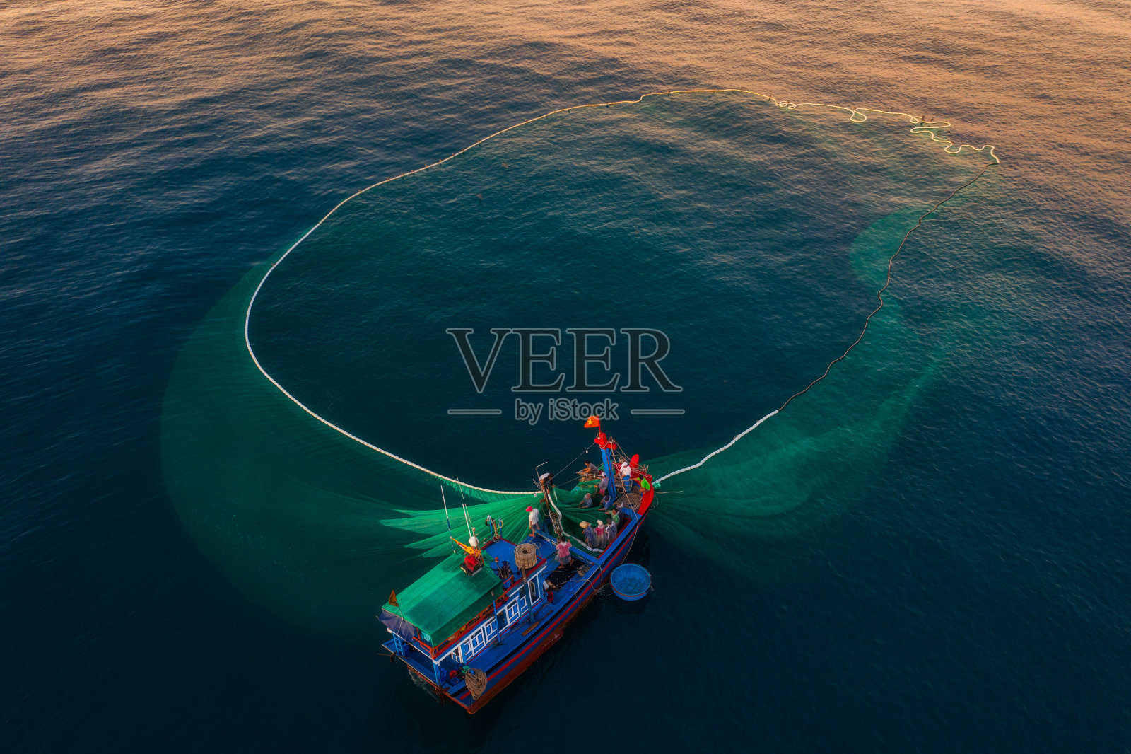 网凤尾鱼照片摄影图片