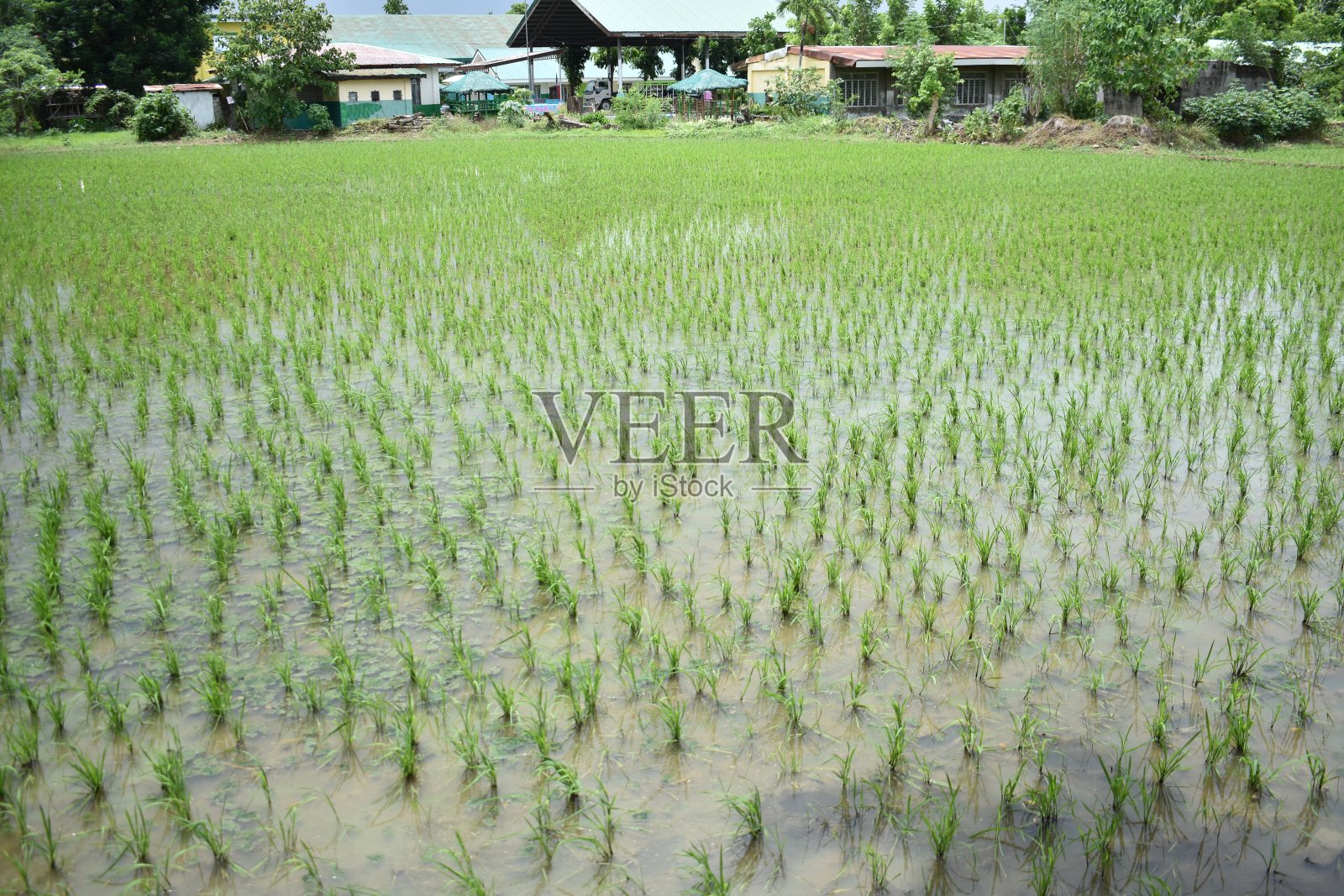 稻田照片摄影图片