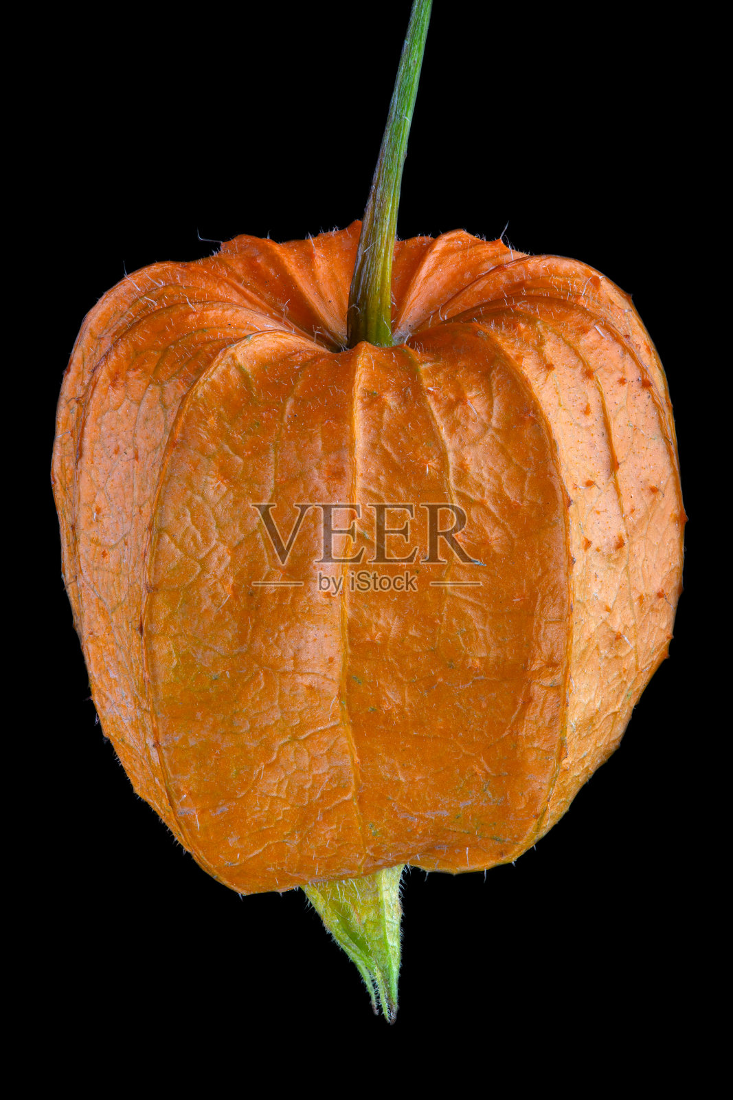 孤立在黑色背景的深橙色冬季樱桃照片摄影图片