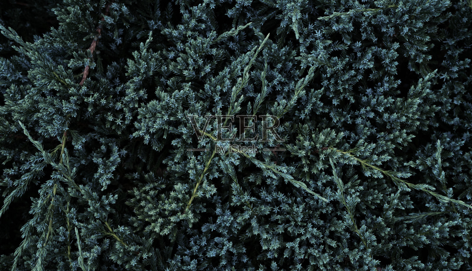 深绿色多刺的针。一种观赏植物。简约的背景与常绿的荆棘。靠近树枝的杜松灌木。照片摄影图片