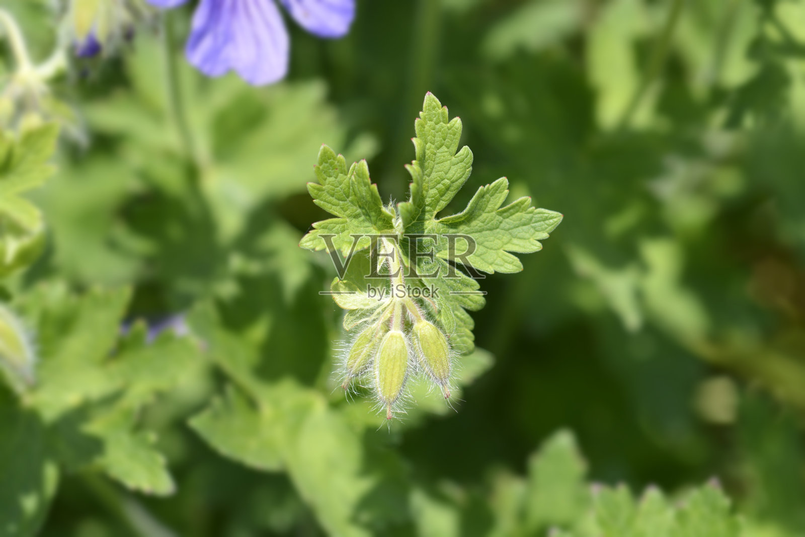 紫色陇牛儿苗科Rosemoor照片摄影图片
