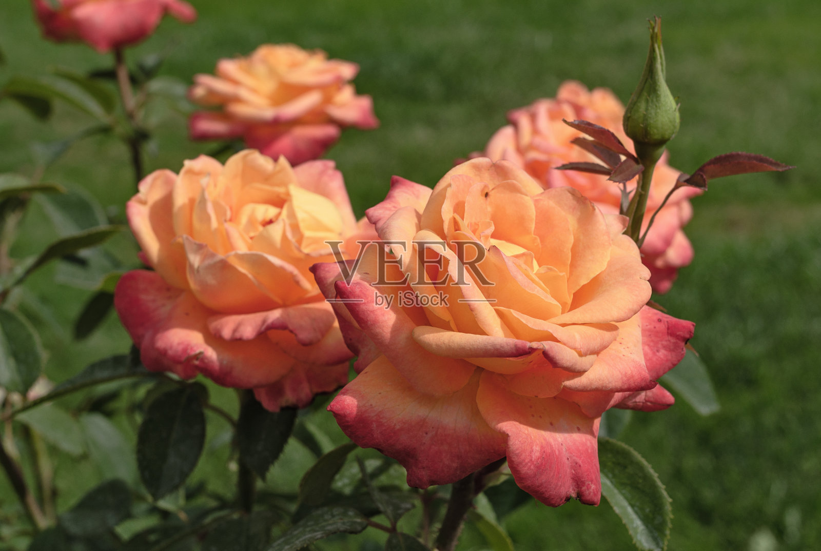 绿色叶子背景上的橙色玫瑰照片摄影图片