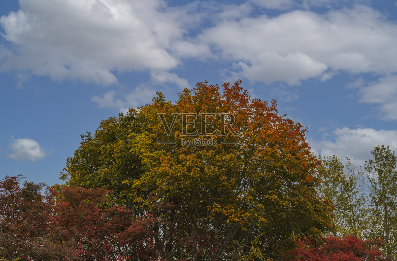 秋色绚烂,自然景观多姿多彩。美丽的自然背景。红色,绿色,黄色的树叶树在蓝色的天空背景。瑞典。照片摄影图片