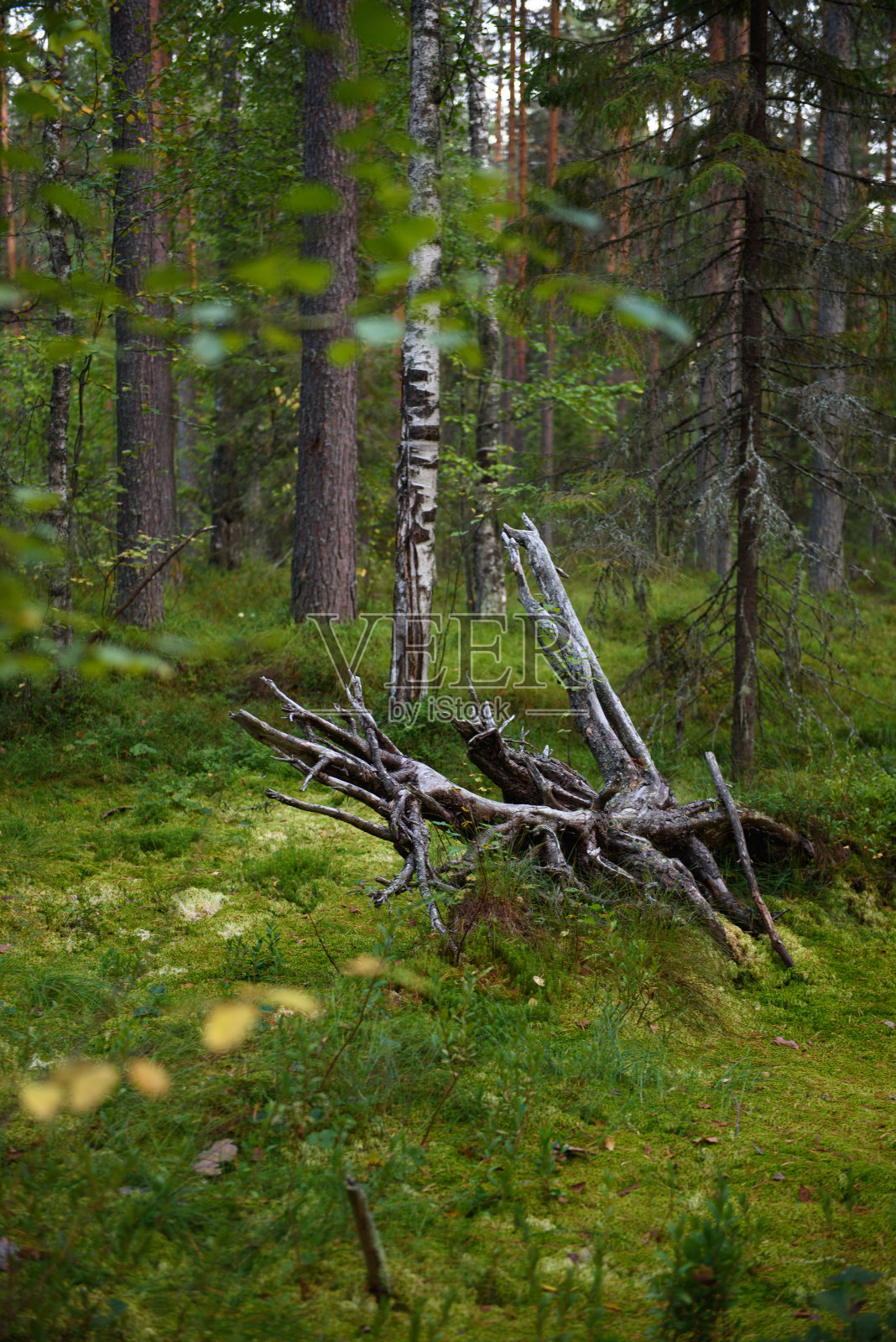 森林里沼泽里的树根照片摄影图片