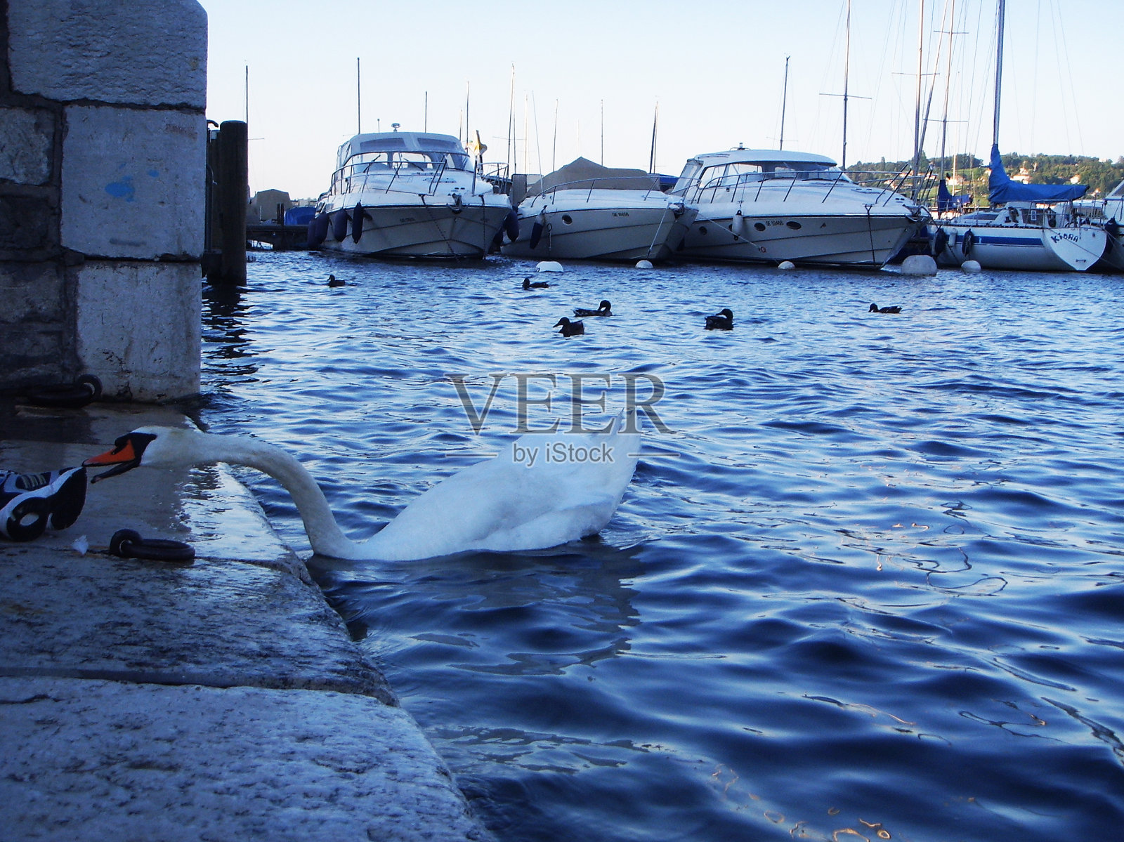 2007年鹅照片摄影图片