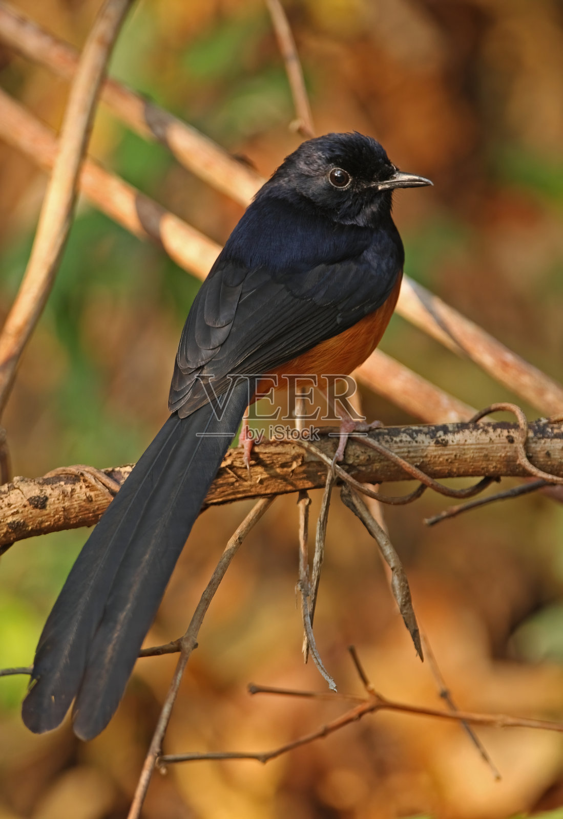 White-rumped莎玛照片摄影图片