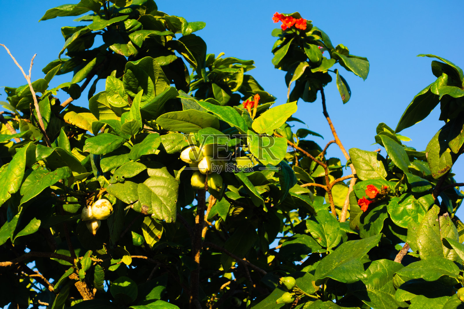热带的树照片摄影图片