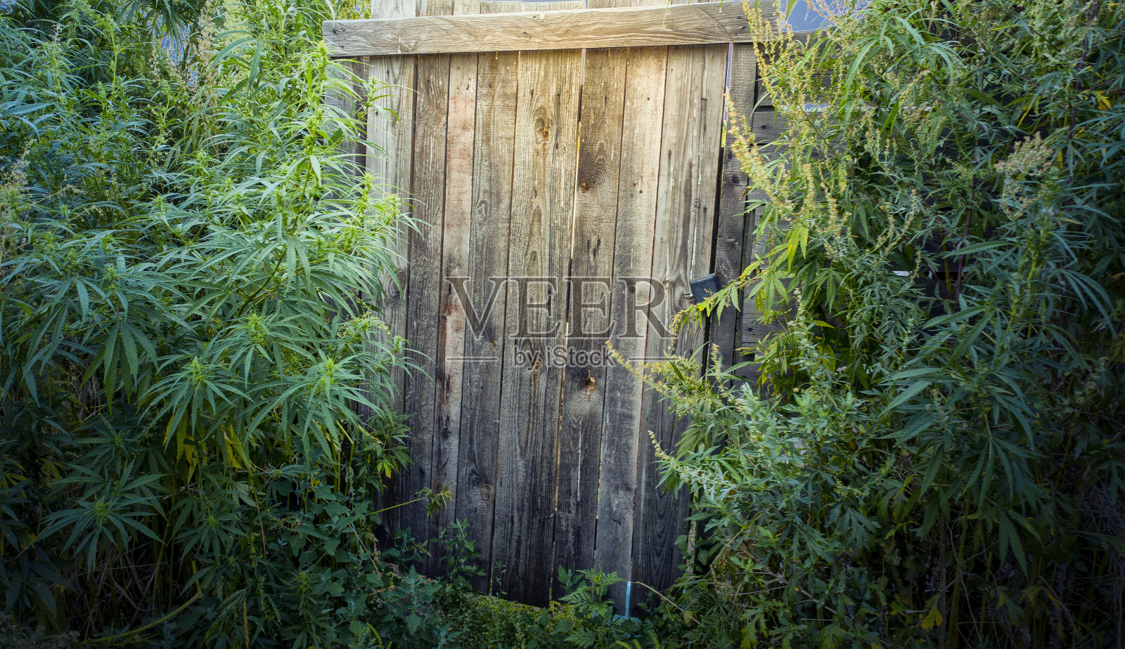 木门附近有大片的绿色大麻丛照片摄影图片