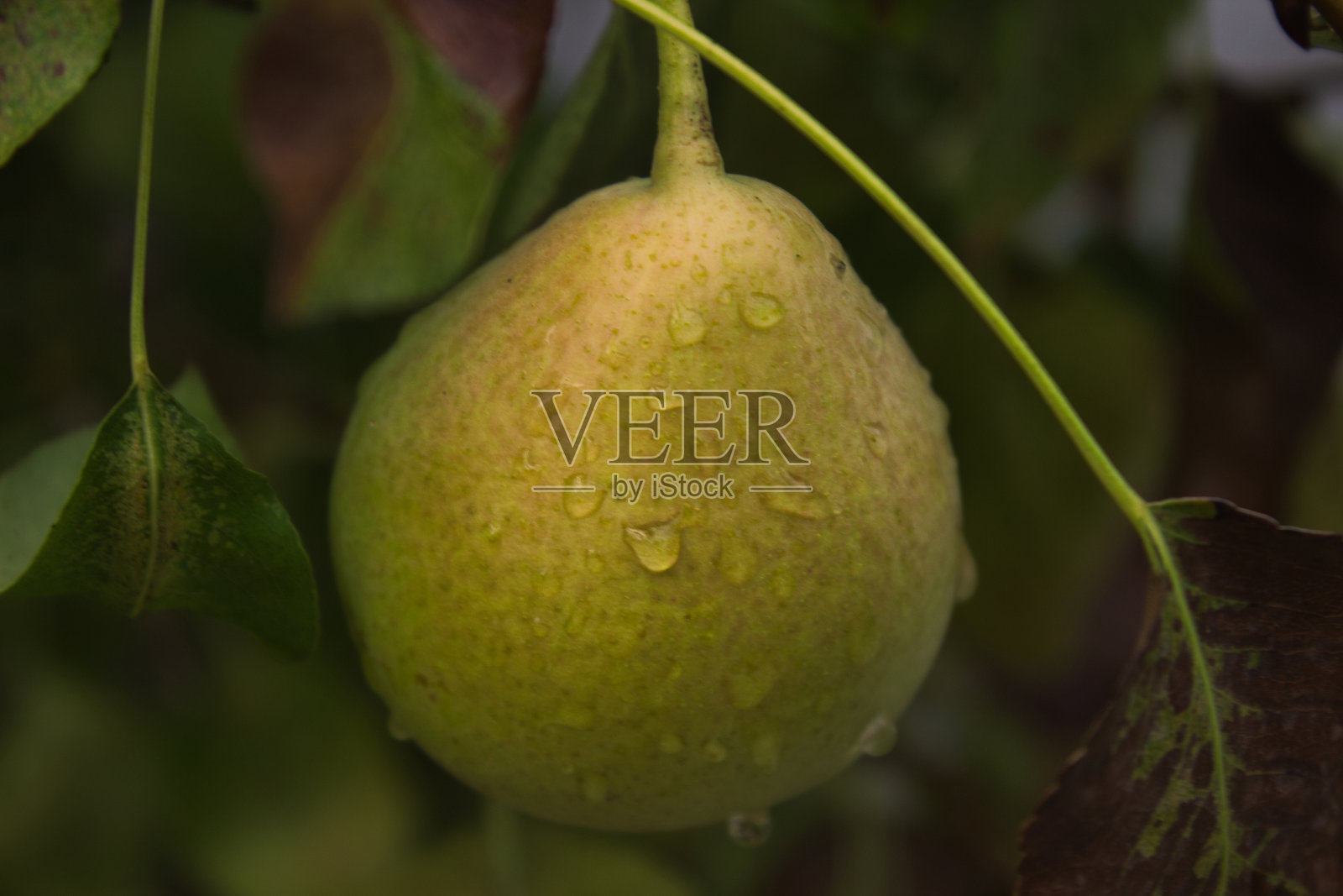 梨与滴照片摄影图片