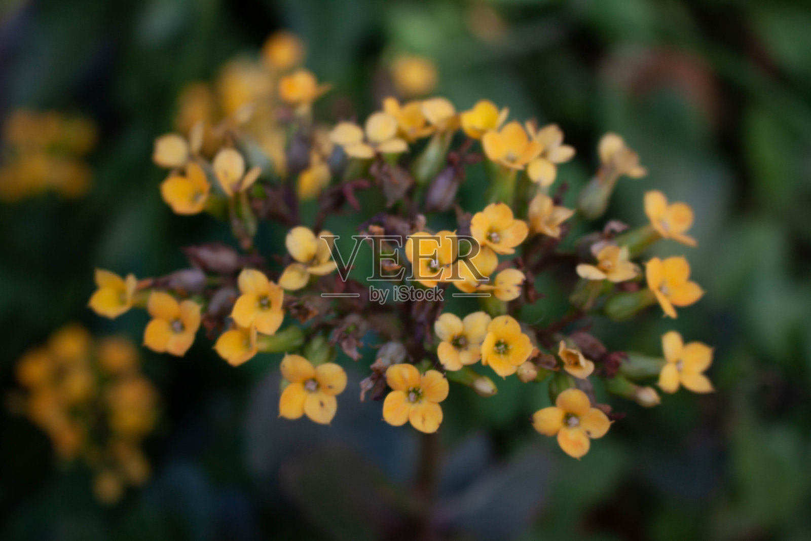 花园的花照片摄影图片
